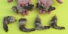 Wholesale raccoon feet, raccoon paws, cured,  3 to 5-1/2 inches  - Packed: 5 pcs @ $3.50 each; Packed: 20 pcs @ $3.00 each 