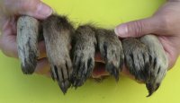 Wholesale raccoon feet, raccoon paws, 3 to 5-1/2 inches  - 5 pcs @ $3.00 each; 20 pcs @ $2.50 each
