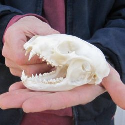 Raccoon Skulls Hand Picked Pricing
