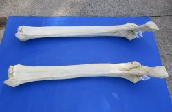 Giraffe radius and unla leg bones 33 to 39 inches - $155 each; 3 @ $140 each (Signature Required)