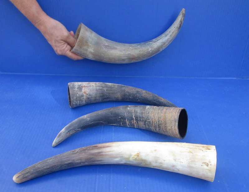 Natural Raw Buffalo Horns Wholesale
