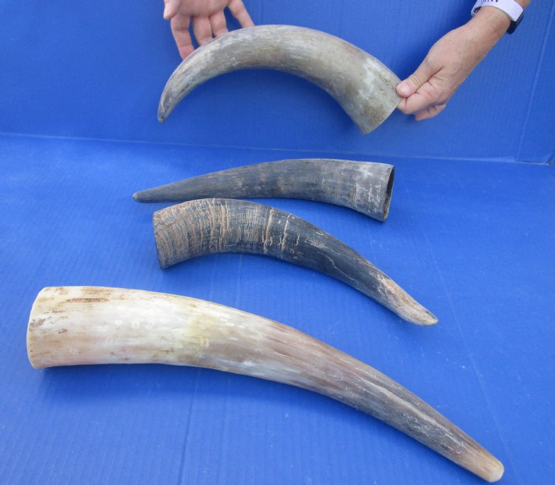 Natural Raw Buffalo Horns Wholesale