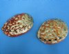 Polished Red Abalone shells commercial grade 6 to 6-3/4 inches long, Haliotis rufescens - Packed: 2 pcs @ $17.50 each; Packed: 6 pcs @ $15.75 each