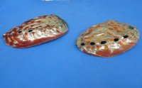 Polished Red Abalone shells  6 to 6-3/4 inches long, - 2 pcs @ $17.50 each;  6 pcs @ $15.75 each