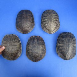 Empty Red Eared SliderTurtle Shells 