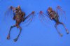 Wholesale Dyed Blood Red Old World Fruit bat Mummy with Skeletal wings (Rousettus Leschenaulti) - 6-1/2 to 7-3/4 inches long - $43 each