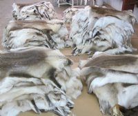 Tanned Reindeer Hides, Reindeer Skins Standard Grade - (1 pc)