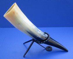 Wholesale Polished Drinking Horns with Rod Iron Stand 12 to 15 inches - 2 pcs @ $8.50; 8 pcs @ $7.50 each