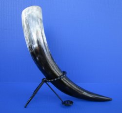 Wholesale Buffalo Drinking Horns with Twisted Rod Iron Stand 15 to 18 inches - 2 pcs @ $10.00; 8 pcs @ $9.00 each