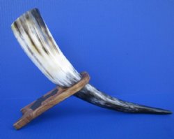 16 to 18 inch Wholesale Drinking Horns with Embossed Thor's Hammer on Wood Stands - 2 pcs @ $14 each; 8 pcs @ $12.50 each