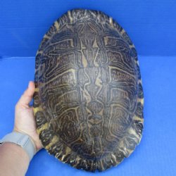 Empty River Cooter Turtle Shells