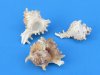 Murex Ramosus shells wholesale, medium hermit crab shells 2 inches to 2-7/8 inches - Bag of 100 @ .27 each