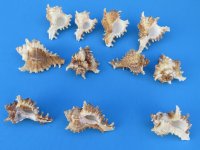 Murex Ramosus shells wholesale 2 inches - 100 @ .27 each
