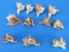2" to 2-7/8" murex ramose shells wholesale, medium hermit crab shells, murex ramosus seashells - "Africana" Case of 400 @ .24 each 