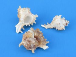 2" to 2-7/8" murex ramose shells wholesale, - "Africana" Case of 400 @ .24 each 