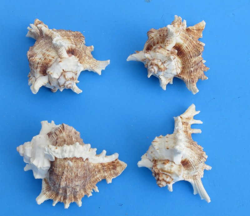 Hermit Crab Shell1 Murex Ramosus Shell 3.5"-4.5"