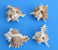 Wholesale Murex Ramosus 3 inches - (Africa) 150 @ .31 each 
