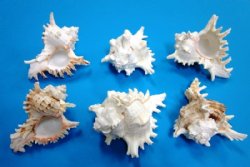 Murex Ramosus shells wholesale,3 inches - 75 @ .35 each 