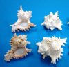5 inches Wholesale ramosus murex, commercial grade, Bulk large seashells - Packed: 12 pieces @ $.95 each
