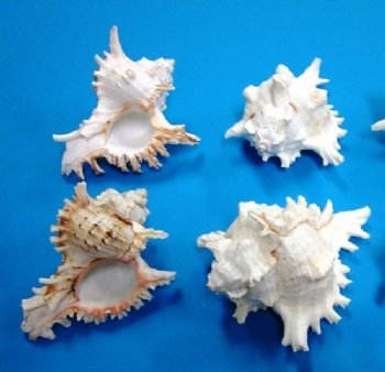 5 inches Murex Ramosus seashells wholesale - 48 @ $1.12 each