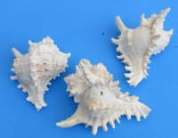 Large Ramose Murex Shells 7 to 7-3/4 inches 