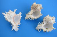Wholesale Murex Ramosus Giant Murex shells, 6 inches - 2 pieces @ $5.50 each; 12 or more @ $4.95 each 