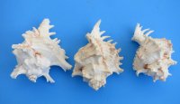 Wholesale Murex Ramosus Giant Murex shells, 6 inches - 2 pieces @ $5.50 each; 12 or more @ $4.95 each 