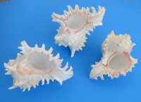 Large Wholesale Ramose murex shells 7 to 7-3/4 inches - 2 pieces @ $7.75 each