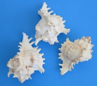 Large Wholesale Ramose murex shells 7 to 7-3/4 inches - 2 pieces @ $7.75 each