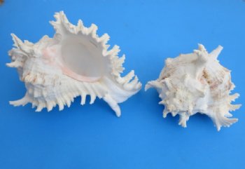 8 inches Large Murex Ramosus Shell