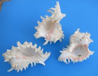8 inches Large Murex Ramosus Shell