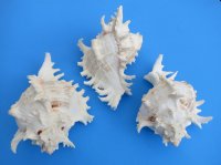 8 inches Wholesale Large Murex Ramosus Shell - 2 pieces @ $9.50 each 