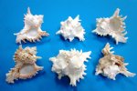 5 inches Case of 48  Murex Ramosus seashells wholesale, Ramose Murex shells  from Africa, commercial grade, commercial grade, Case of 48 @ $.85 each