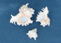 9 inches Wholesale  Murex Ramosus Large seashells - 12 pcs @ $14.00 each