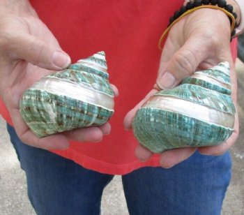 2 piece lot of Polished Green/Jade Turbo Shells with Pearl Band for shell crafts. For Sale for $15/lot