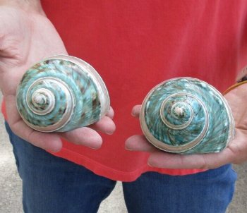 Buy this 2 piece lot of Polished Green/Jade Turbo Shells with Pearl Band for shell crafts - $15/lot