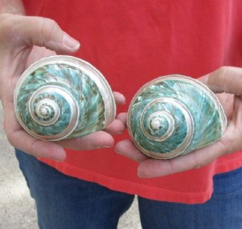 2 piece lot of Polished Green/Jade Turbo Shells with Pearl Band for shell crafts. For Sale for $15/lot