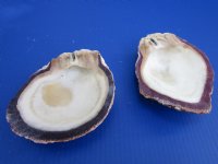Wholesale Rock Scallops half 6 to 7 inches in size -  2 pcs @ $7.85 each; 12 pcs @ $6.85 each