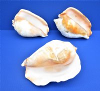 Eastern Pacific Giant Conch 7 to 9 inches (2 pcs, 6 pcs)