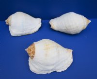 Eastern Pacific Giant Conch 7 to 9 inches (2 pcs, 6 pcs)
