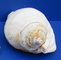 Eastern Pacific Giant Conch 7 to 9 inches (2 pcs, 6 pcs)