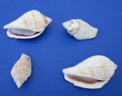 Wholesale Strombus Gibberulus, Humpbacked Conch Shells 1-1/2 to 2-1/2 inches - 1 kilo @ $2.00 a kilo (Min: 2 kilos)