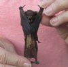Wholesale Mummified hanging Lessor Asiatic yellow bat (scotophylus kuhlii) measuring 3-1/2 inches up to 4-1/2 inches - You will receive one similar to the one pictured for $16.00 each; 4 or more @ $14.40 each