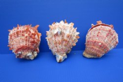 Wholesale Spondylus Princeps Spiny Oyster Shells  4 to 5 inches - 2 pcs @ $16.75 each; 6 pcs @ $14.75 each
