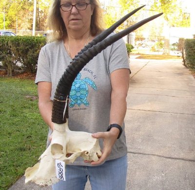 Discounted Sable and Roan Skull & Skull Plate