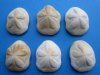 Wholesale Atlantic Sea biscuits 3" - 4-1/2" for seashell decor - Case of 120 pcs @ $1.20 each (with brownish discoloration on some shells)