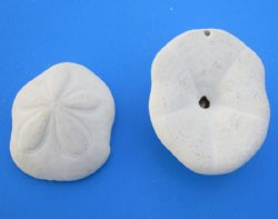 Wholesale Atlantic Sea biscuits 3" - 4-1/2" for seashell decor - 100 pcs @ $1.20 each 