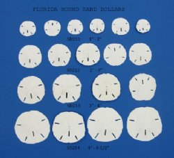 2-1/2" - 3" Wholesale Florida Round Sand Dollars -  Case of 800 @ .35 each - <font color=red> (LOCAL PICKUP ONLY - CANNOT BE SHIPPED)</font color=red>