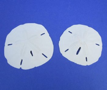 3" - 3-1/2" Wholesale Florida Round Sand Dollars - Flat of 200 @ .52 each -<font color=red> (LOCAL PICKUP ONLY -- CANNOT BE SHIPPED)</font>