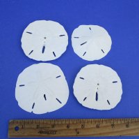 3" - 3-1/2" Wholesale Florida Round Sand Dollars - Flat of 200 @ .52 each -<font color=red> (LOCAL PICKUP ONLY -- CANNOT BE SHIPPED)</font>